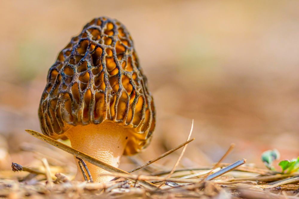 The Morel: Nature's Mystery Mushroom
